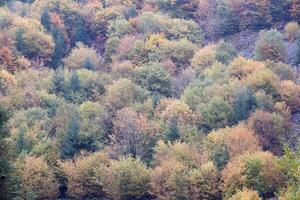 Hilly mountains terrain with fir trees and rough relief. Coniferous forest in the foreground. Tourism, travel photo