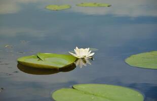 Beautiful white lotus flower and lily round leaves on the water after rain in river photo