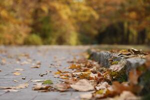 Beautiful Nature Autumn landscape. Scenery view on autumn city park with golden yellow foliage in cloudy day photo