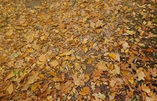 Red and orange autumn leaves background Outdoor. Colorful backround image of fallen autumn leaves photo