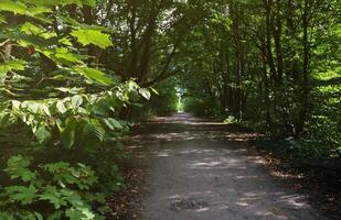 Forest road in a green forest with sun rays in sunny daytime. Green trees and bushes close to ground path photo