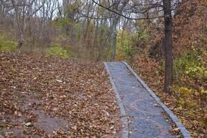 Beautiful Nature Autumn landscape. Scenery view on autumn city park with golden yellow foliage in cloudy day photo