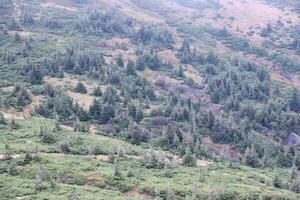 Hilly mountains terrain with fir trees and rough relief. Coniferous forest in the foreground. Tourism, travel photo