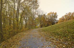 Beautiful Nature Autumn landscape. Scenery view on autumn city park with golden yellow foliage in cloudy day photo