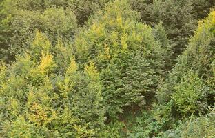 Texture of a mountain forest with many green trees. View from high photo