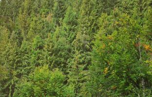 Photo of tree trunks of high forest trees that change color in early autumn