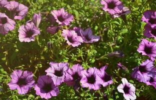 Flowerbed with multicoloured purple and violet petunias. Macro shot of beautiful colourful petunia Petunia hybrida flowers photo
