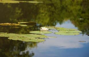 Beautiful white lotus flower and lily round leaves on the water after rain in river photo