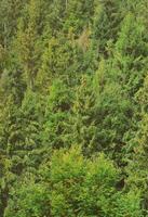 Photo of tree trunks of high forest trees that change color in early autumn