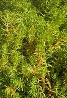 Texture of a bush of a green plant, similar to underwater algae photo