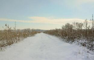 Snow-covered wild swamp with a lot of yellow reeds, covered with a layer of snow. Winter landscape in marshland photo