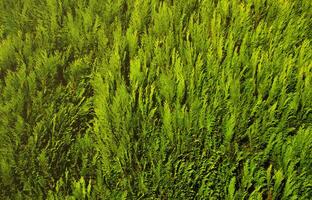 The texture of many branches of green coniferous tree in daylight photo