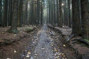 Amazing autumn forest in morning sunlight. Red and yellow leaves on trees in woodland photo