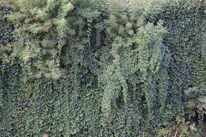 antiguo castillo pared lleno de verde hiedra hojas en temprano otoño foto