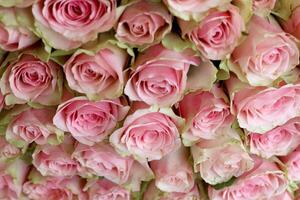 Bouquet of colorful roses as background, closeup. Pink flowers photo