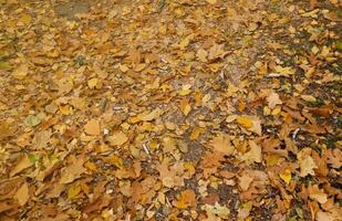 Red and orange autumn leaves background. Outdoor. Colorful backround image of fallen autumn leaves photo