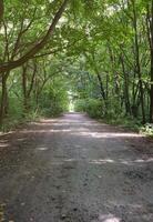 bosque la carretera en un verde bosque con Dom rayos en soleado tiempo de día. verde arboles y arbustos cerca a suelo camino foto