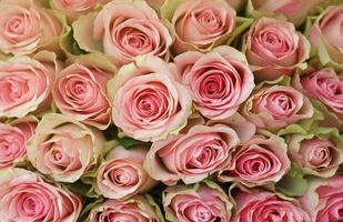 Bouquet of colorful roses as background, closeup. Pink flowers photo