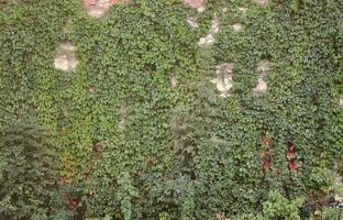 Large stone wall of an ancient castle, overgrown with massive ivy branches in Lviv, Ukraine photo