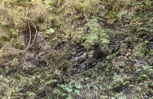 texturizado áspero rocas con lote de pequeño detalles foto