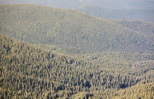 Hilly mountains terrain with fir trees and rough relief. Coniferous forest in the foreground. Tourism, travel photo