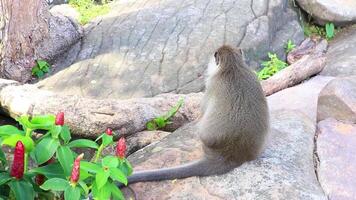 grigio scimmia macaco seduta mangiare KOH phi phi don Tailandia. video