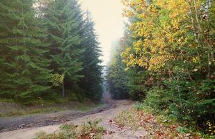 Amazing autumn forest in morning sunlight. Red and yellow leaves on trees in woodland photo