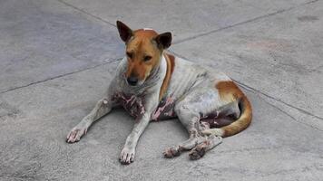 Stray dog walks out of the picturein Pattaya Thailand. video