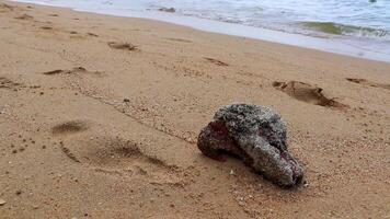 incagliato oggetto roccia pieno di conchiglie cozze bastone su esso su spiaggia sabbia nel Pattaya Tailandia. video