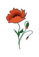 Red poppy flower with buds - vector illustration, design element for packaging, web, cards, textile, decoration