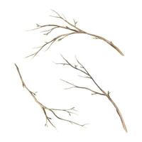 Watercolor set of tree branches. The illustration is drawn by hand. Sketch on isolated background for greeting cards, invitations, happy holidays, posters vector