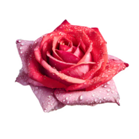 AI generated Red and pink rose with water drops isolated on transparent background png