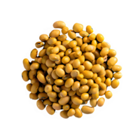 AI generated Roasted soybeans isolated on transparent background png