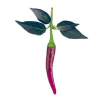 AI generated Fresh chilli with leaves isolated on transparent background png