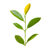 AI generated Green tea leaves isolated on transparent background png