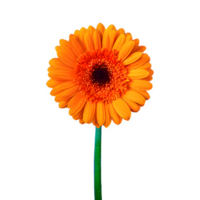 AI generated Gerbera daisy flower isolated on transparent background png