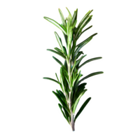 AI generated Rosemary top view isolated on transparent background png