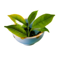 AI generated Green tea leaves isolated on transparent background png