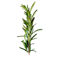AI generated Rosemary top view isolated on transparent background png