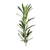 AI generated Rosemary top view isolated on transparent background png