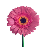 AI generated Gerbera daisy flower isolated on transparent background png