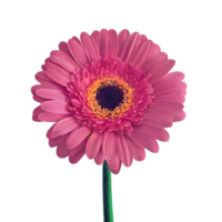 ai generado gerbera margarita flor aislado en transparente antecedentes png