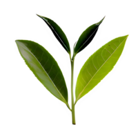 AI generated Green tea leaves isolated on transparent background png