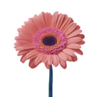 AI generated Gerbera daisy flower isolated on transparent background png