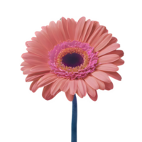 ai generiert Gerbera Gänseblümchen Blume isoliert auf transparent Hintergrund png