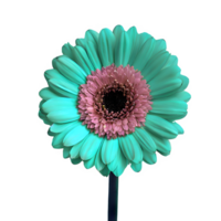 ai généré gerbera Marguerite fleur isolé sur transparent Contexte png