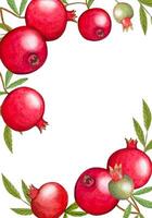 Hand drawn frame with ripe pomegranates vector