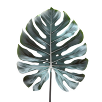 AI generated Monstera leaves isolated on transparent background png