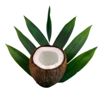 ai gerado coco com folhas isolado em transparente fundo png