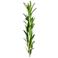 AI generated Rosemary top view isolated on transparent background png